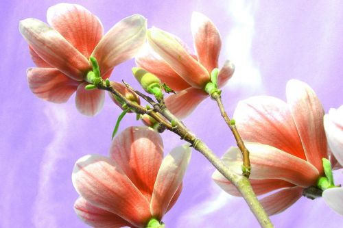 magnolia flower nature