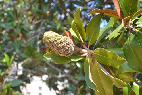 magnolia magnolia fruit green