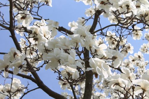 magnolia blossom tree