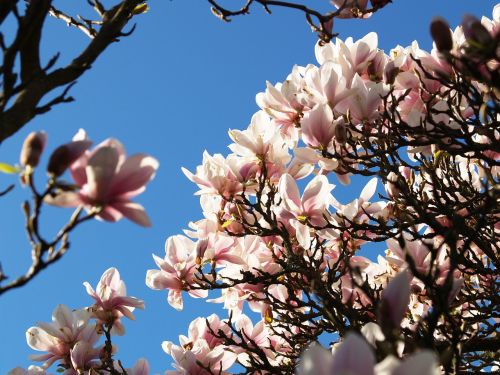 magnolia flowers himmel