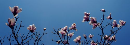 magnolia hangzhou prince bay