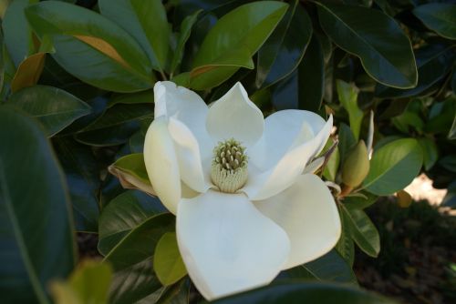 magnolia white spring