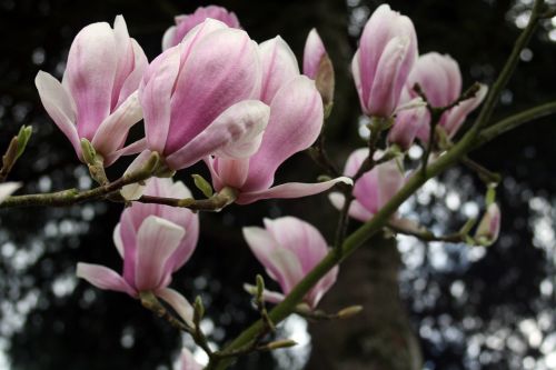 magnolia tender blossom