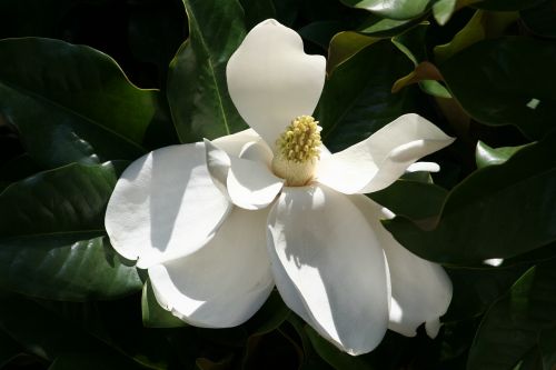 magnolia bloom plant flower