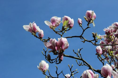 magnolia blossom tulip magnolia branch