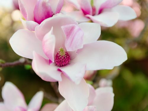 magnolia blossom pink spring