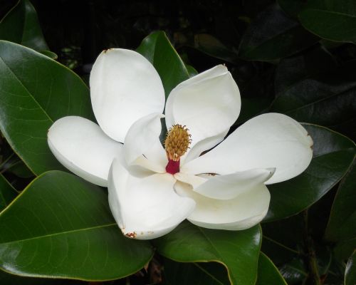 magnolia blossom floral flower