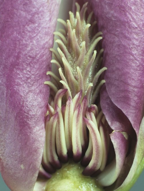 magnolia blossom nature magnolia