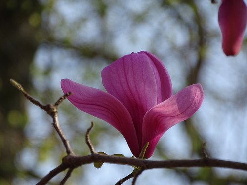 magnolia blossom  blossom  bloom