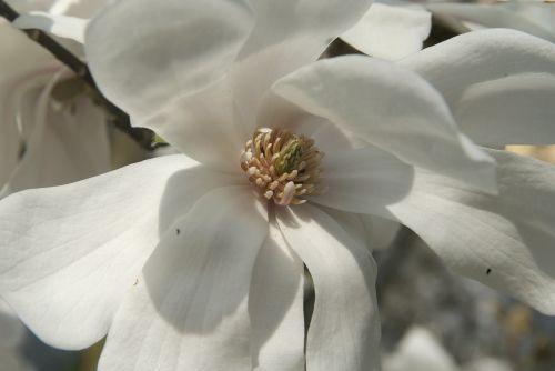 magnolia blossom white close