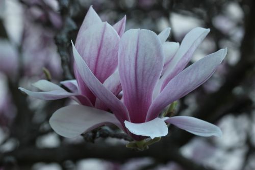 magnolia blossom tulip tree back light