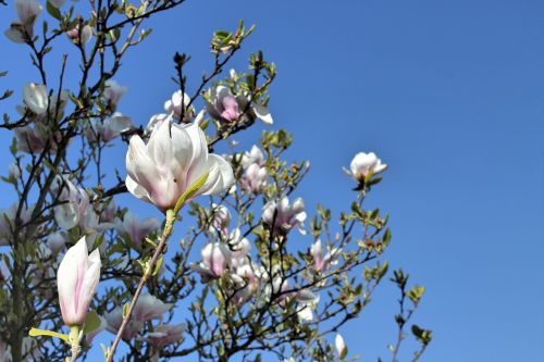 magnolia blossom nature spring