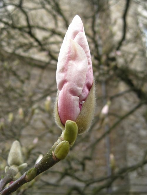 magnolia bud frühlingsanfang bud