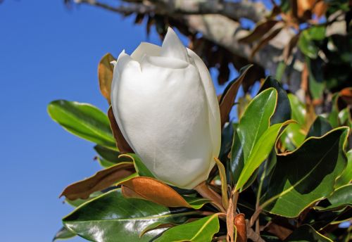 magnolia bud white flower tree