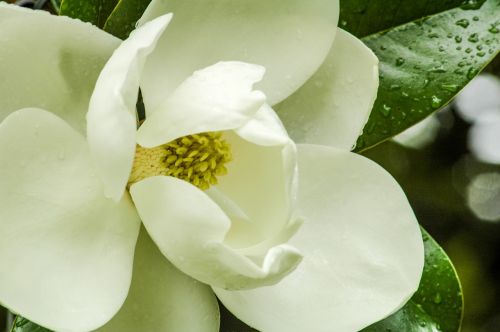 magnolia flower magnolia tree white petals