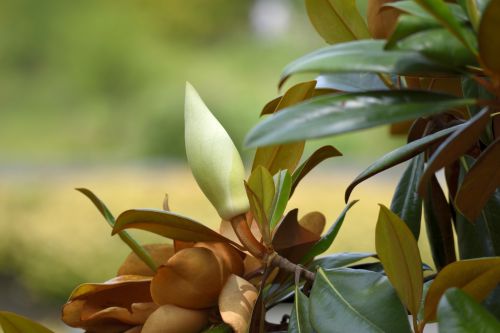 Magnolia Flower