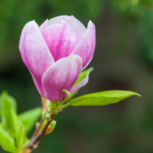 Magnolia Flower