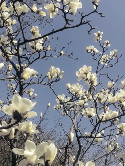 magnolia flower natural the scenery