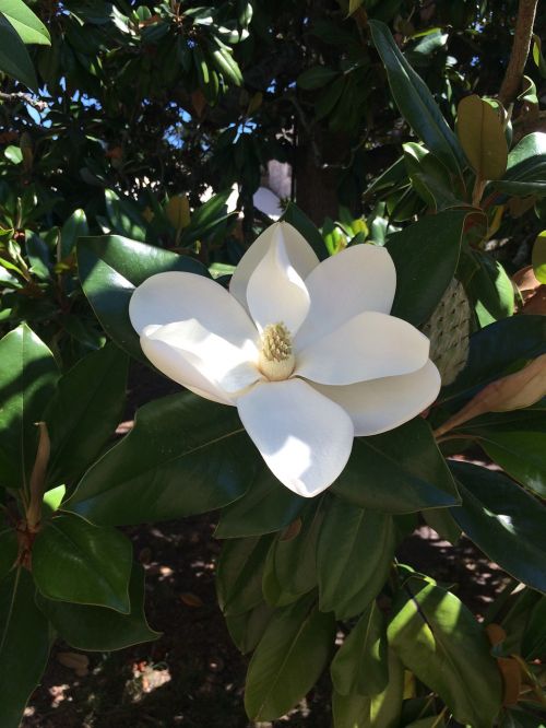 magnolia flower white nature