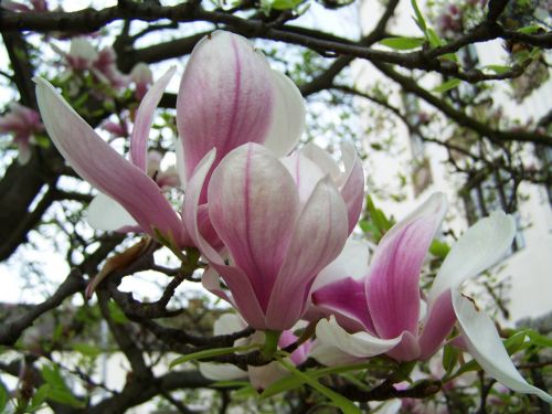 magnolia flower spring plant