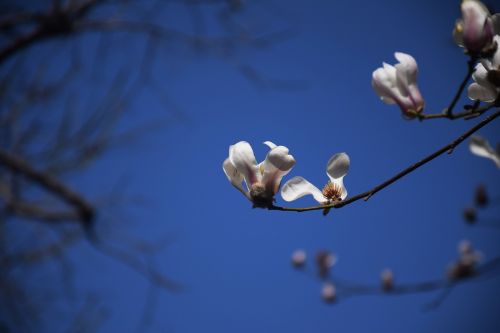 magnolia flower white blue
