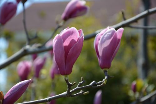 magnolia flower magnolia flower