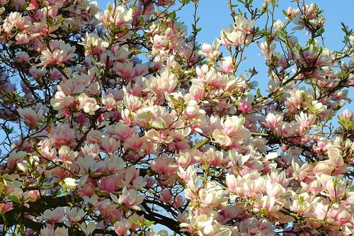 magnolia flower  spring  pink