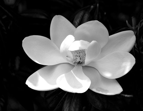 magnolia flower  floral  plant