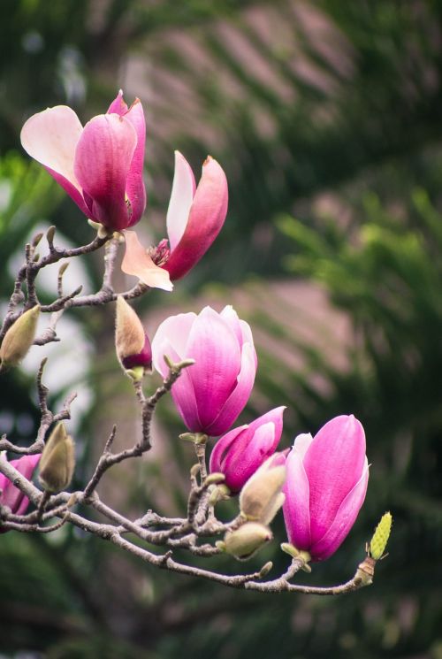 magnolia flower spring canton