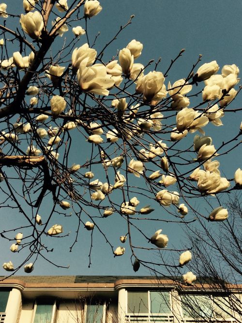 magnolia flower sky landscape