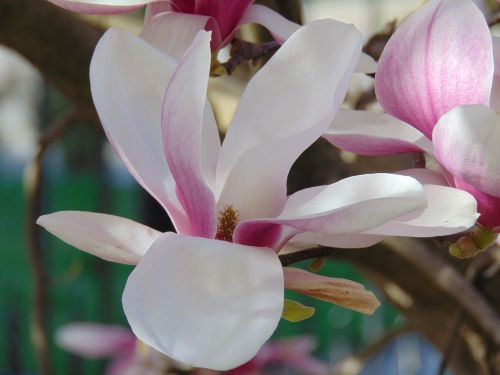 magnolia flower flower tulip tree
