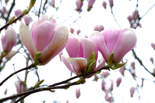 magnolia flowers  magnolia  magnoliengewaechs