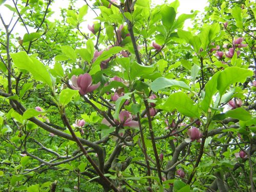 Magnolia Flowers