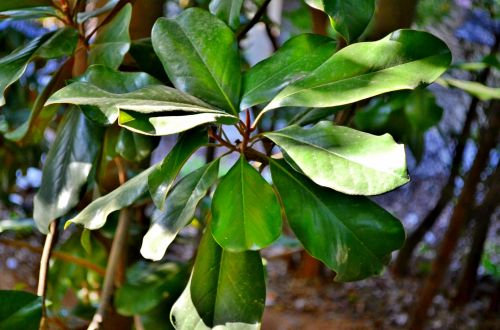 Magnolia Leaves