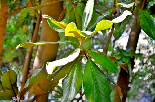 Magnolia Leaves