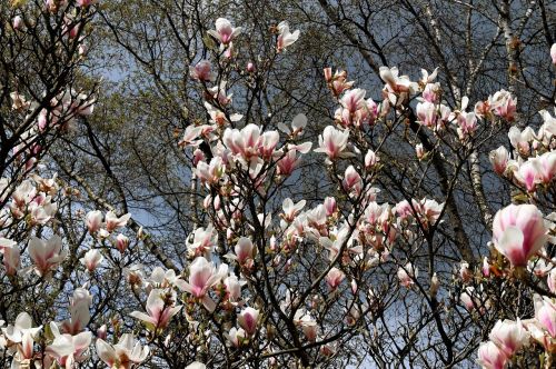 magnolia tree flowers spring