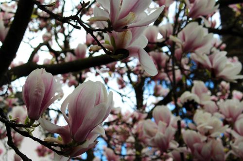 magnolia tree magnolia flowers
