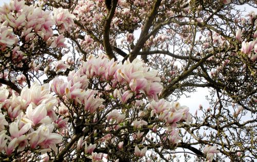 magnolia tree magnolia flowers trees