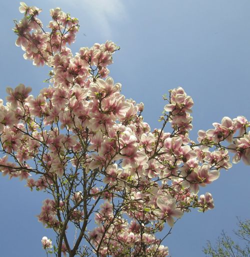 magnolia tree spring leaf
