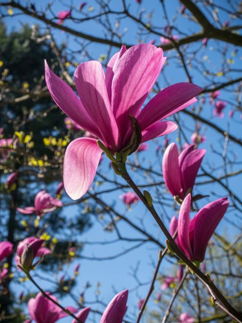 magnolia tree blossom flower