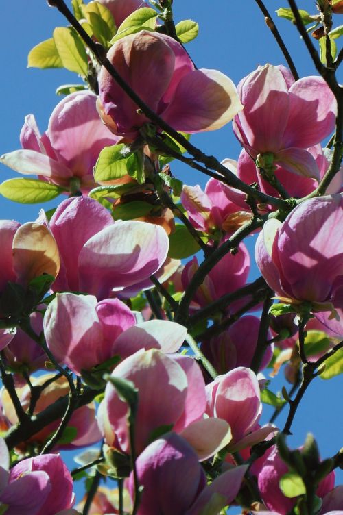 magnolia tree blossom bloom
