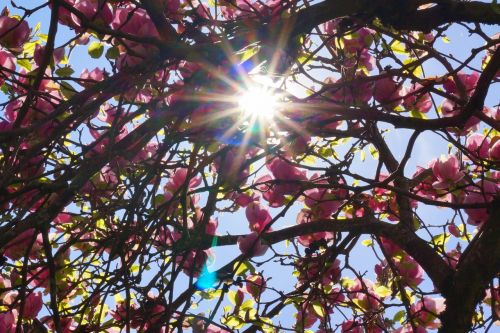 magnolia tree back light spring