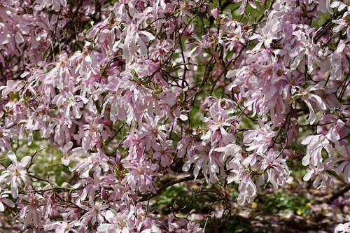magnolia tree  magnolia  pink