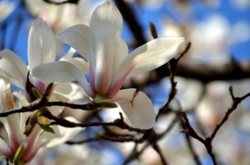 Magnolia Tree Blossom (a)