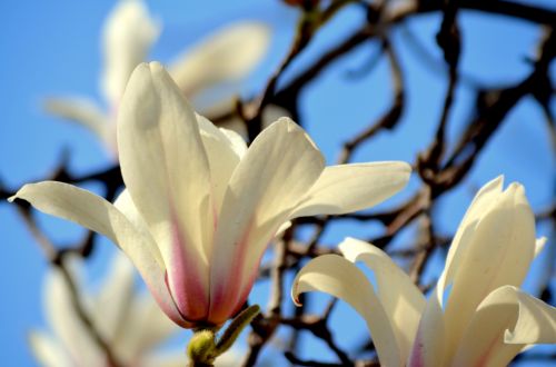 Magnolia Tree Blossom (b)