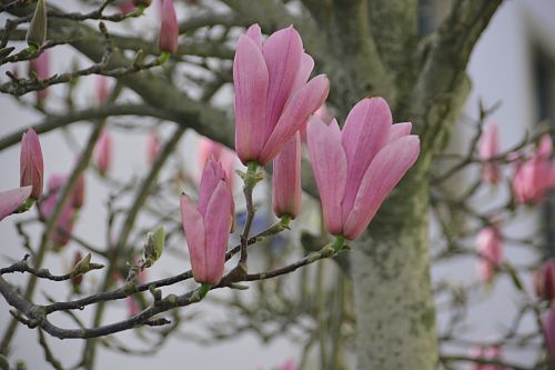 magnolias flowers flora