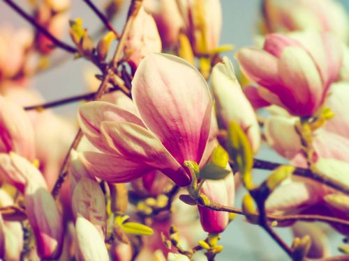 magnolias spring flowers flowering
