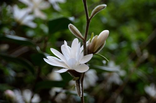 magnolias flowers white flowers