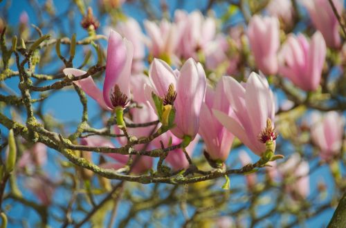 magnolias flowers nature