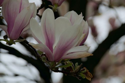 magnolias magnolia flower flower